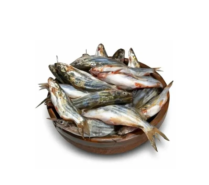 Gulsha-Fish-Tengra-Fish-800g-2.webp Gulsha Fish/ Tengra Fish (800g) - Image 1