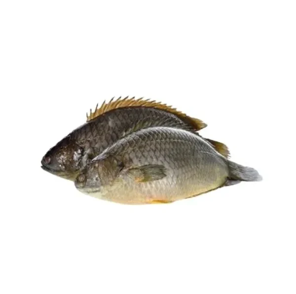 Koi Fish Clean (Climbing Perch Fish) (800g)