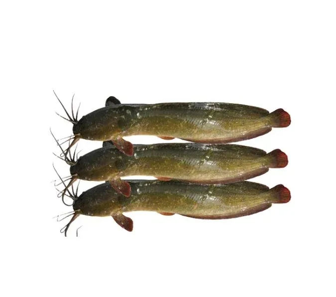 Magur-Fish-Whole-Cat-Fish-700g-800g-2.webp Magur Fish Whole (Cat Fish) (700g - 800g) - Image 1